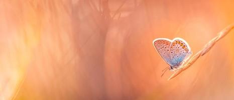 sonnenuntergang licht natur wiese feld mit schmetterling als herbst hintergrund. schöner trockener Herbstwiesenhintergrund. erstaunlich inspirieren natur nahaufnahme. Traumphantasie majestätisches natürliches Laub, ruhiges Unschärfe-Bokeh foto