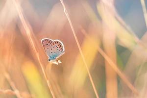 sonnenuntergang licht natur wiese feld mit schmetterling als herbst hintergrund. schöner trockener Herbstwiesenhintergrund. erstaunlich inspirieren natur nahaufnahme. Traumphantasie majestätisches natürliches Laub, ruhiges Unschärfe-Bokeh foto