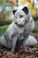 Polarfuchs im Zoo foto