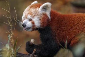 roter Panda auf Baum foto