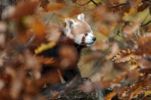 roter Panda auf Baum foto