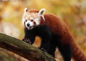 roter Panda auf Baum foto