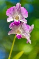 rosa lila phalaenopsis-orchideenblume auf bokeh des grünen blatthintergrundes. schöner tropischer park oder garten in der nähe. Naturkonzept für Design