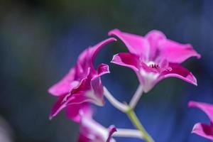 rosa lila phalaenopsis-orchideenblume auf bokeh des grünen blatthintergrundes. schöner tropischer park oder garten in der nähe. Naturkonzept für Design foto