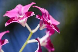 rosa lila phalaenopsis-orchideenblume auf bokeh des grünen blatthintergrundes. schöner tropischer park oder garten in der nähe. Naturkonzept für Design foto
