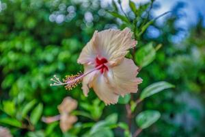 romantische bunte schöne hibiskusblüte in der natur, blumenblatt und hibiskusblüte im garten. exotische liebe tropische insel naturgarten, blühende hibiskusblüte in verschwommener grüner landschaft foto