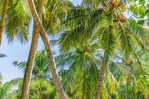 entspannendes exotisches naturmuster. Palmenwald. natürliche sonnige tropische landschaft, kokospalmen, sonnenlichtblauer himmel. idyllische friedliche nahaufnahme, sommerreisen foto