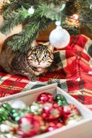 mackerel tabby gestreifte katze, die am weihnachtsbaum sitzt, der mit kugeln und girlandenlichtern auf roter decke geschmückt ist chinesische neujahrsfeiertagsdekorationen foto