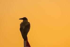 Vogel, der bei Sonnenaufgang auf einem Fahnenmast mit orangefarbenem Himmel sitzt, blickt zur Seite foto