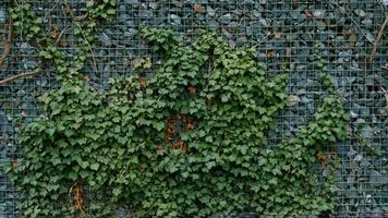 Gabionen-Stützmauer - graue Steine in Gabionen-Metallkörben, gehalten von Stützmauer-Drahtgeflecht, das mit grünen Efeublättern bewachsen ist. Hintergrunddesign und Öko-Wand und gestanzt für Kunstwerke. viele Blätter. foto