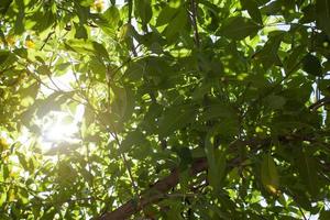 gelber holunder oder tecoma stans blatt mit sonnenlicht am morgen. foto