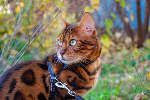 junge schöne bengalkatze auf einem herbstspaziergang zwischen dem gelben herbstlaub foto