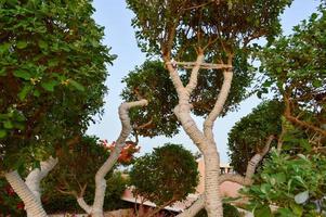 ein schöner ungewöhnlicher exotischer baum mit grünen blättern, zweigen und stamm umwickelt, umwickelt mit einem weißen seil, fäden, kräuseln foto