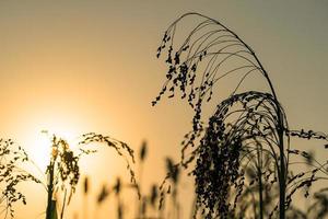 Nahaufnahme Sorghum im Feldagenten Sonnenuntergang foto