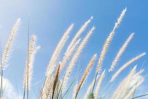 Cogon-Gras auf Hintergrund des blauen Himmels foto