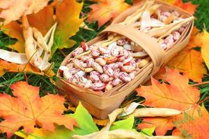 Bohnen Ahorn Herbsternte foto