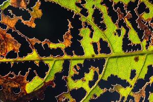 grünes Blatt auf schwarzem Hintergrund foto