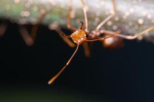 rote Ameise auf einem Blatt, Makro foto