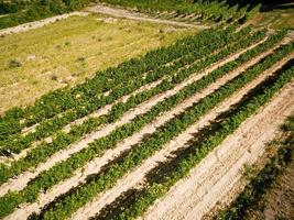 Landschaft von Weinbergen foto