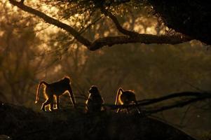 Paviane früh am Morgen, Krüger Nationalpark, Südafrika