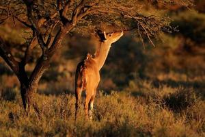 Fütterung Kudu Antilope foto