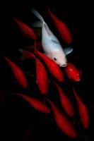 weißer und roter Koi-Fisch. foto