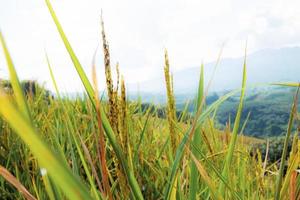Reisfeld auf Hügel.