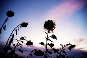 Silhouette der Sonnenblumen foto