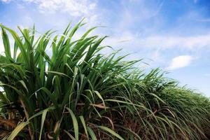 Zuckerrohr mit blauem Himmel foto