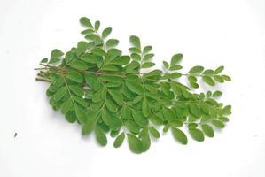 essbare Moringa-Blätter auf weißem Hintergrund foto