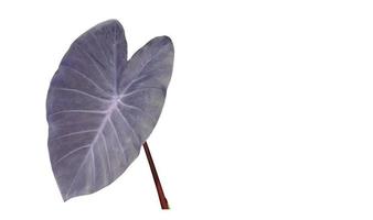 isoliertes Colocasia-Mojito-Blatt mit Beschneidungspfaden, Kopienraum. foto