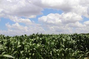 Mais reift auf einem Kolchosefeld im Norden Israels. foto