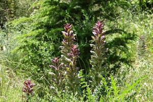 Acanthus wächst auf einer Waldlichtung zwischen dichtem und grünem Gras. foto