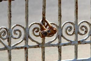 Ein rostiges Vorhängeschloss hängt an einem geschlossenen Tor. foto