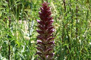 Acanthus wächst auf einer Waldlichtung zwischen dichtem und grünem Gras. foto