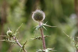 Distel wächst auf einer Waldlichtung im Norden Israels. foto