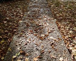 die natürliche textur von asphalt im herbstlaub nach einem regen im sonnenlicht. foto