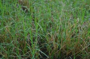 Nahaufnahme von grünem Tau und grünem Gras foto