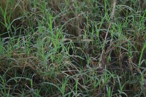 Nahaufnahme von grünem Tau und grünem Gras foto