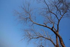 blattloser Baum mit Himmelshintergrund foto