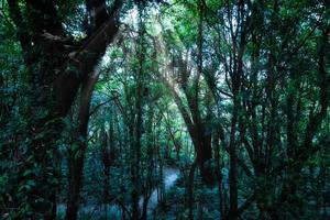 Bäume im tropischen Wald foto