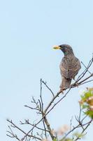 gewöhnlicher Star, Sturnus vulgaris foto