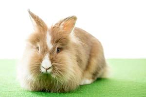 Kaninchen auf grüner Oberfläche foto