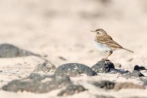 Berthelots Pipit auf Felsen foto