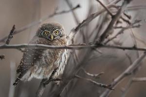 Eule thront im Baum foto