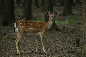 Rehe im Wald foto