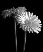 Gerbera-Gänseblümchen-Blume auf schwarzem Hintergrund foto