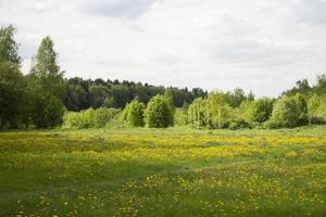 Sommerwald. Details der Natur. grüne Pflanzen in der Sommersaison. foto