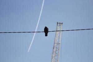 Vogel auf Draht. ein Vogel. Silhouette gegen den Himmel. foto