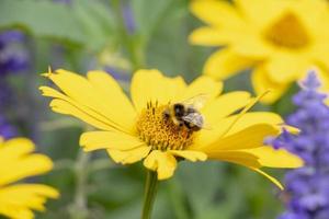 Biene auf einer Blume foto